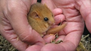 A dormouse Credit: Susannah Penn, BBC/Nature