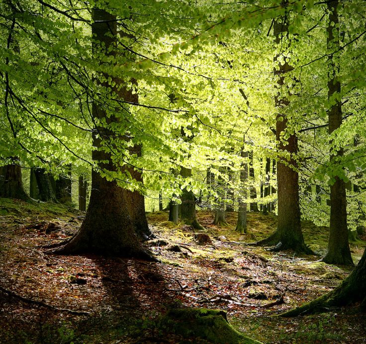 Beech trees